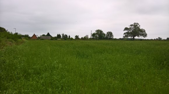 St Thomas Day Field, Treswell