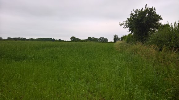 St Thomas Day Field, Treswell