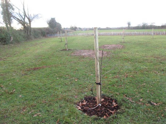 Community Apple Orchard & Pinder Park Hedge Planting Dec 2018 2