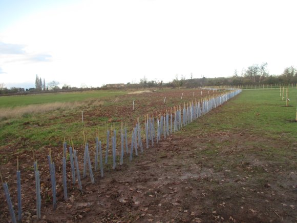Community Apple Orchard & Pinder Park Hedge Planting Dec 2018 7