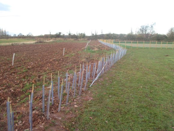 Community Apple Orchard & Pinder Park Hedge Planting Dec 2018 9